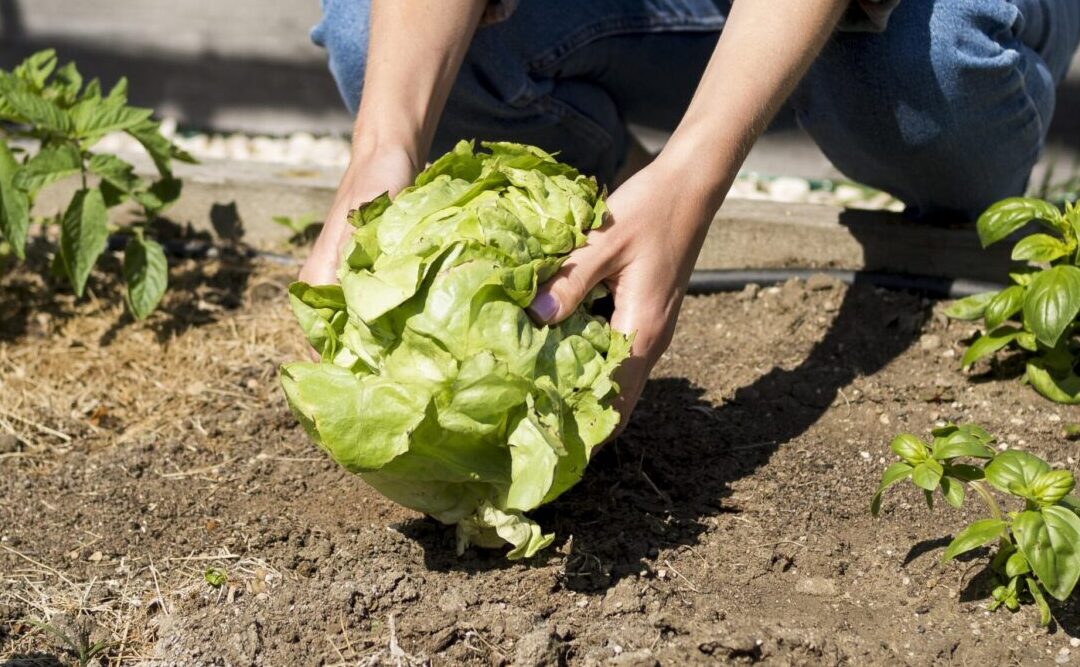 Por qué es Importante Nutrir Bien Nuestros Cultivos para Protegerlos de Plagas y Enfermedades