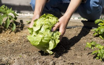 Por qué es Importante Nutrir Bien Nuestros Cultivos para Protegerlos de Plagas y Enfermedades