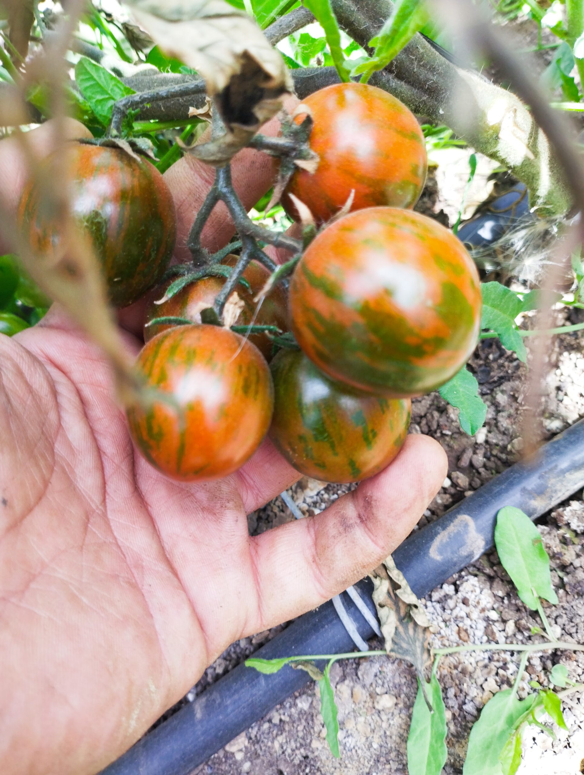 Aminoácidos libres de origen vegetal por hidrólisis enzimática: beneficios y usos en agricultura