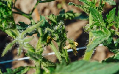 Nutrientes esenciales para la floración y cuaja del tomate