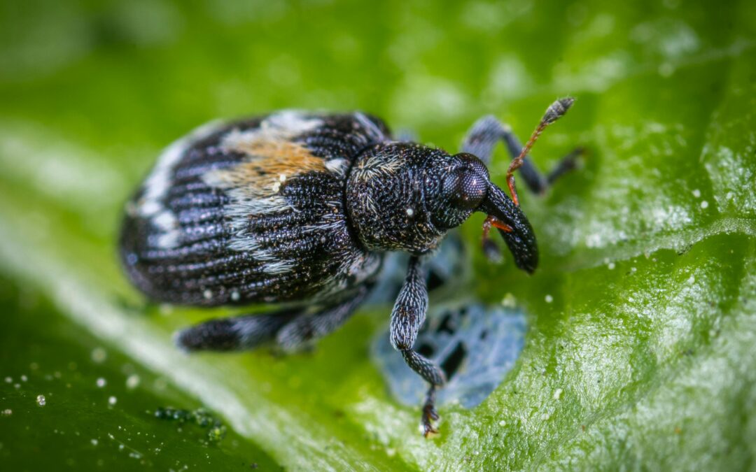Control de plagas en tomate con azadiractina: eficacia del neem y ventajas de AZNEEM