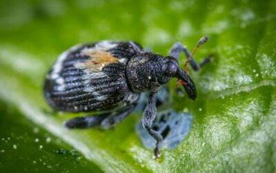 Control de plagas en tomate con azadiractina: eficacia del neem y ventajas de AZNEEM